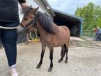 Mini shetlander hengst, Dieren en Toebehoren, Hengst