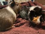 Cavia’s vrouwtjes, Animaux & Accessoires, Rongeurs, Cobaye