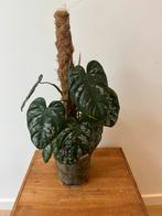 Philodendron Brandtianum Wild Form, Ophalen of Verzenden