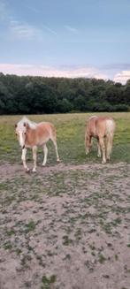 6-jarige Haflinger stamboek merrie met 1-jarig merrieveulen, Dieren en Toebehoren, Paarden, Merrie, Met stamboom