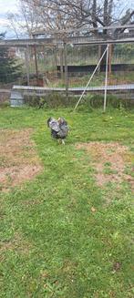 Wayandotte hennen 2 stuks van 2025, Dieren en Toebehoren, Pluimvee