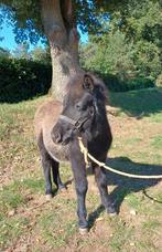 Grote maat shetlander veulen, Dieren en Toebehoren, Paarden, Hengst, Onbeleerd, Recreatiepaard, Gechipt