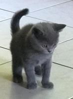 Brits korthaar kittens ️, Dieren en Toebehoren, Meerdere dieren, Gechipt, 0 tot 2 jaar