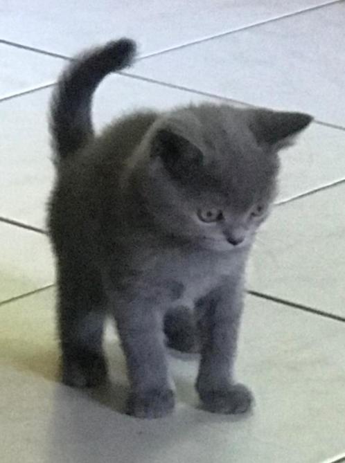 Brits korthaar kittens ️, Dieren en Toebehoren, Katten en Kittens | Raskatten | Korthaar, Meerdere dieren, 0 tot 2 jaar, Gechipt