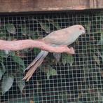 Roodvoorhoofd kakariki, Dieren en Toebehoren, Vrouwelijk, Parkiet, Geringd