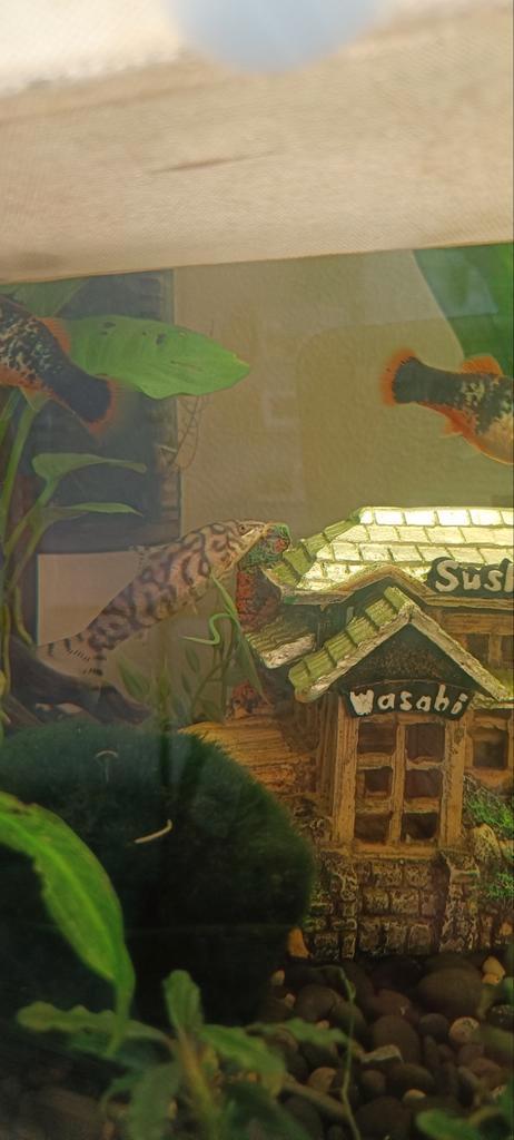 Botia Histrionica, Dieren en Toebehoren, Vissen | Aquariumvissen, Zoetwatervis, Vis, Schoolvis