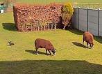 Couples mouton zwartbles, Dieren en Toebehoren, Ophalen of Verzenden