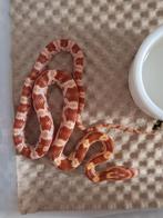 Korenslangen morphs, Dieren en Toebehoren, Reptielen en Amfibieën