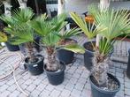 Trachycarpus wagnerianus winterharde palmboom, Tuin en Terras, In pot, Lente, Volle zon, Ophalen
