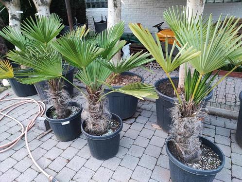 Trachycarpus wagnerianus winterharde palmboom, Tuin en Terras, Planten | Bomen, Palmboom, 100 tot 250 cm, Volle zon, Lente, In pot