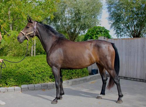 Unieke kans voor snelle beslisser, Dieren en Toebehoren, Paarden en Pony's | Zadels, Ophalen of Verzenden