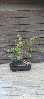 Pre bonsai Acer buergerianum op steen, Tuin en Terras, Planten | Bomen, In pot, Halfschaduw, Lente, Minder dan 100 cm