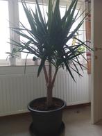 yucca plant, Ophalen, Vaste plant, Overige soorten, Halfschaduw