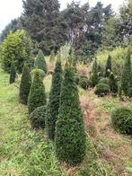 Taxus kegel, Tuin en Terras, Ophalen, Taxus