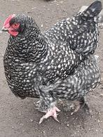 broedeieren van Mechelse koekoek, Dieren en Toebehoren, Pluimvee, Geslacht onbekend, Kip