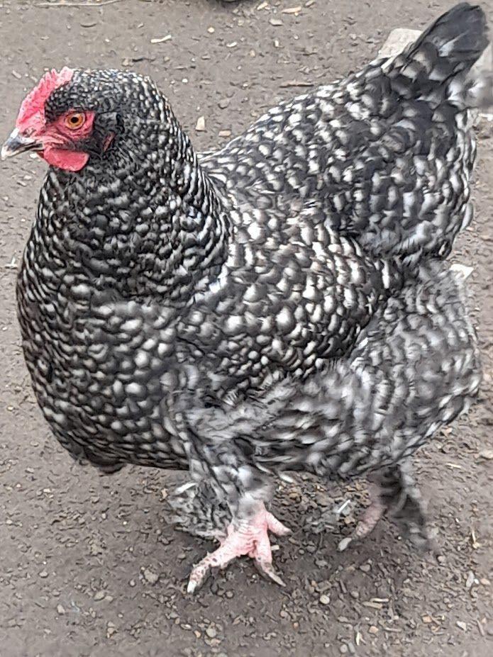 broedeieren van Mechelse koekoek, Dieren en Toebehoren, Pluimvee, Kip, Geslacht onbekend