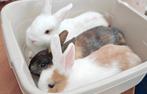 Dwergkonijnen, Plusieurs animaux, Nain, 0 à 2 ans