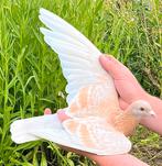 Gezocht Sion kleurige duiven, Dieren en Toebehoren, Meerdere dieren, Postduif