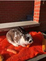 Konijn konijnen konijntjes konijntje konijn