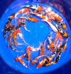 Tosai japonais de bonne qualité, Animaux & Accessoires, Carpe ou Koï