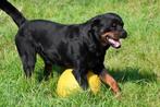 Rottweiler Dekreu, België, Reu, CDV (hondenziekte), Eén hond