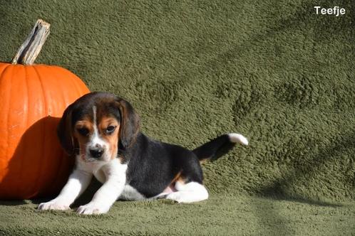 Heel mooie Beagle pups, Animaux & Accessoires, Chiens | Beagles, Bassets & Chiens courants, Plusieurs animaux, Beagle, Éleveur | Professionnel