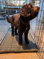 Hondenbench XL, Dieren en Toebehoren, Hondenbenches, Ophalen, Gebruikt