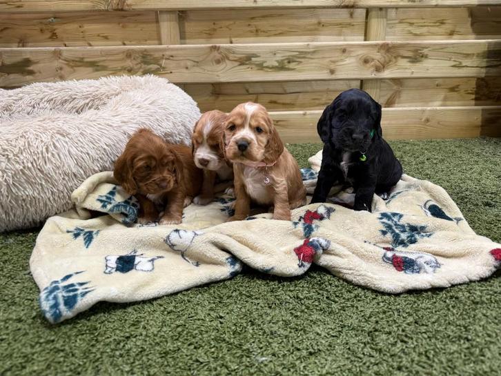 Prachtige engelse cocker spaniël pups, Animaux & Accessoires, Chiens | Retrievers, Épagneuls & Chiens d'eau, Plusieurs animaux