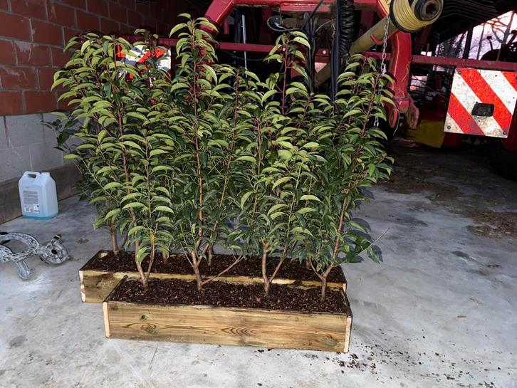 Prachtige gevulde platenbakken met portugeese laurier, Tuin en Terras, Planten | Struiken en Hagen, Laurier, Ophalen