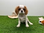 Cavalier King Charles Spaniel pups, Dieren en Toebehoren, België, Overige rassen, 8 tot 15 weken, Parvo