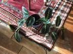 Maranta met pot, Huis en Inrichting, Overige soorten, Minder dan 100 cm, Halfschaduw, In pot