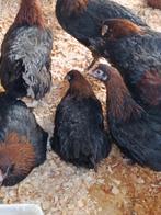 zuivere marans koperhals , donker bruine eitjes, Vrouwelijk, Kip