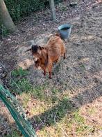 Abrikoos dwergbok, Dieren en Toebehoren, Schapen, Geiten en Varkens