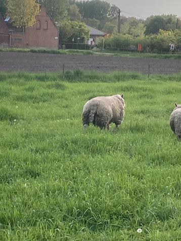 Franse texel dekram, Mâle, Mouton