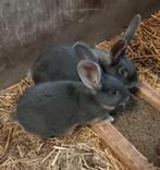 Duitsereus blauwe otter moertjes, Femelle, Grand, 0 à 2 ans