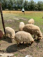 Witte racka ooi, Dieren en Toebehoren, Vrouwelijk, Schaap, 3 tot 5 jaar