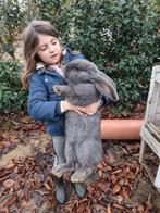 Géant flamand de race pure, couleur bleue