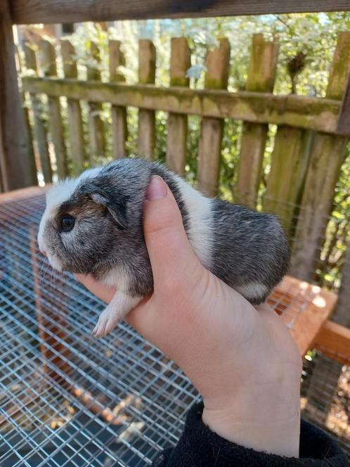 Cuy cavia beren, Dieren en Toebehoren, Knaagdieren, Cavia