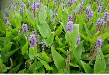 snoekkruid oeverplant met blauwe blomen beschikbaar voor biedingen
