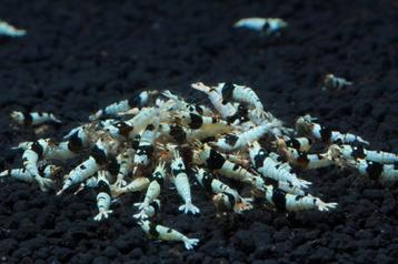 Crystal black garnalen caridina disponible aux enchères