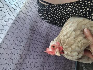 Cochin kriel hen - eileggend beschikbaar voor biedingen