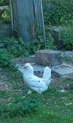 2 smaragdgroene kuikens, 1 haan araucana, 1 haan marans sd, Dieren en Toebehoren, Pluimvee