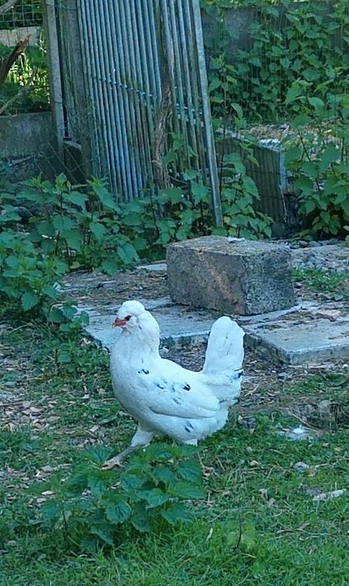 2 émeraude hennen , 1 haan araucana, 1 haan marans sd, Dieren en Toebehoren, Pluimvee