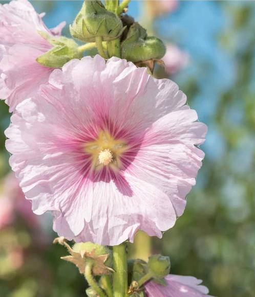 Biologische Stokroos Licht Roze zaden, Tuin en Terras, Bloembollen en Zaden, Zaad, Voorjaar, Volle zon, Ophalen of Verzenden
