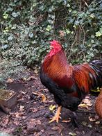 Brahma x leghorn haan zkt. nieuwe thuis, Dieren en Toebehoren, Mannelijk, Kip