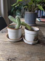 Gratis cactus (zonder pot), Maison & Meubles, Plantes d'intérieur, Cactus, Enlèvement ou Envoi