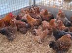 Cochin kriel kippen in vele verschillende kleuren, Dieren en Toebehoren, Pluimvee, Vrouwelijk, Kip
