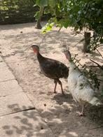 Kalkoenen vrouw, Vrouwelijk, Kalkoen
