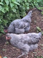 Olijfleggers, Dieren en Toebehoren, Pluimvee