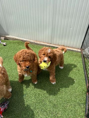 Prachtige medium labradoodle pups beschikbaar voor biedingen